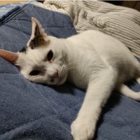 こっちゃんことぶき 会員画像