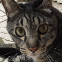 おぼうた 会員画像