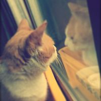 ぶちゃ君 会員画像