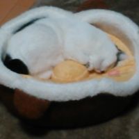 ヒメビューさん