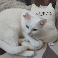 ももろこさん