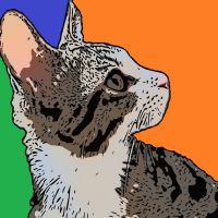 こぽしーさん
