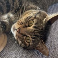 猫ねこネコさん