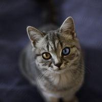 アニマル 会員画像