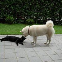 sango 会員画像