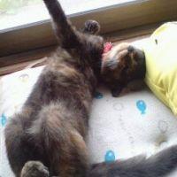 明星 陸 会員画像