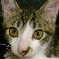 allforcat 会員画像