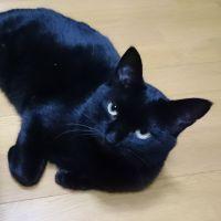 マーブルチョコ 会員画像