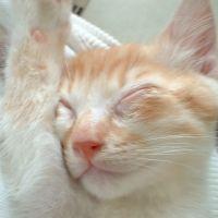 ねこまる 会員画像