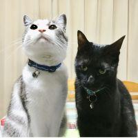 まーぼーどうふ 会員画像