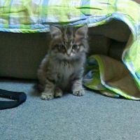 遥にゃん 会員画像