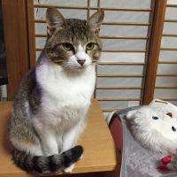 会員画像