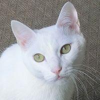 しろちゃねこ 会員画像