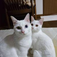 会員画像