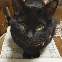 xxayaorixx 会員画像