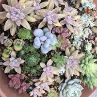 ちゅんあるさん