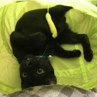 クロぼっちゃん 会員画像