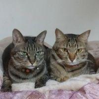 かえでとケンタのママ 会員画像