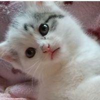 ともばーさん