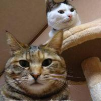 グリとミィ 会員画像