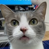 あひるねこさん