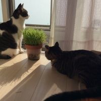 ネコ好き夫婦 会員画像