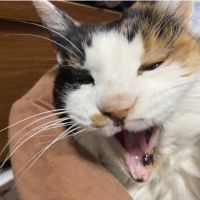 みけなな 会員画像