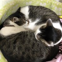 レオピー 会員画像