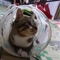 デアイ 会員画像