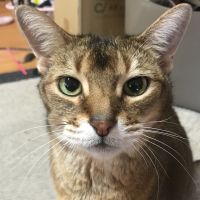 まもにゃん 会員画像