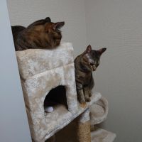 猫Nurse 会員画像