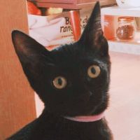 ちゃいまゆみ 会員画像