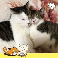 ハクママ 会員画像