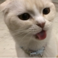 ネコのキーさんさん