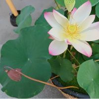 ニャンコとの出会いを求めて 会員画像
