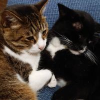 中華屋の猫好き 会員画像