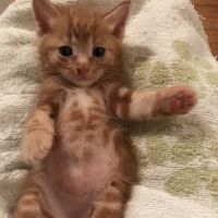 HappyCatsなこにゃん 会員画像