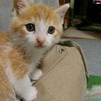 ともやん 会員画像