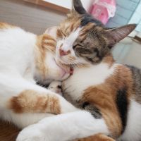 あおぺん 会員画像