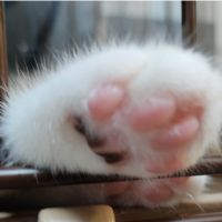 スマオシ 会員画像