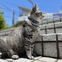 猫ちゃんぼ 会員画像