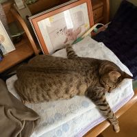 ごじょさん