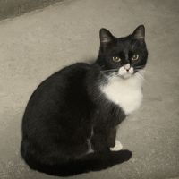 ぷるネコ 会員画像