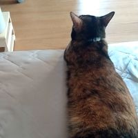 ラビコタ 会員画像