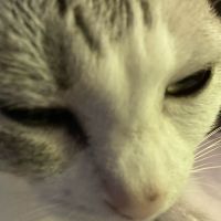 かどねこくわわさん