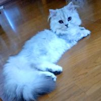 シュクル 会員画像