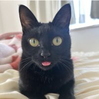 ねこなっつ 会員画像