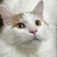 もち米もち子さん