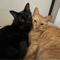 あき猫Cafeさん