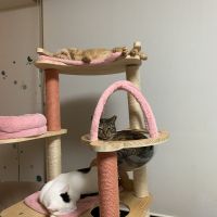 シーケイエルさん